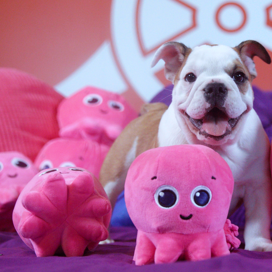 Squeaky Puptopus Toy