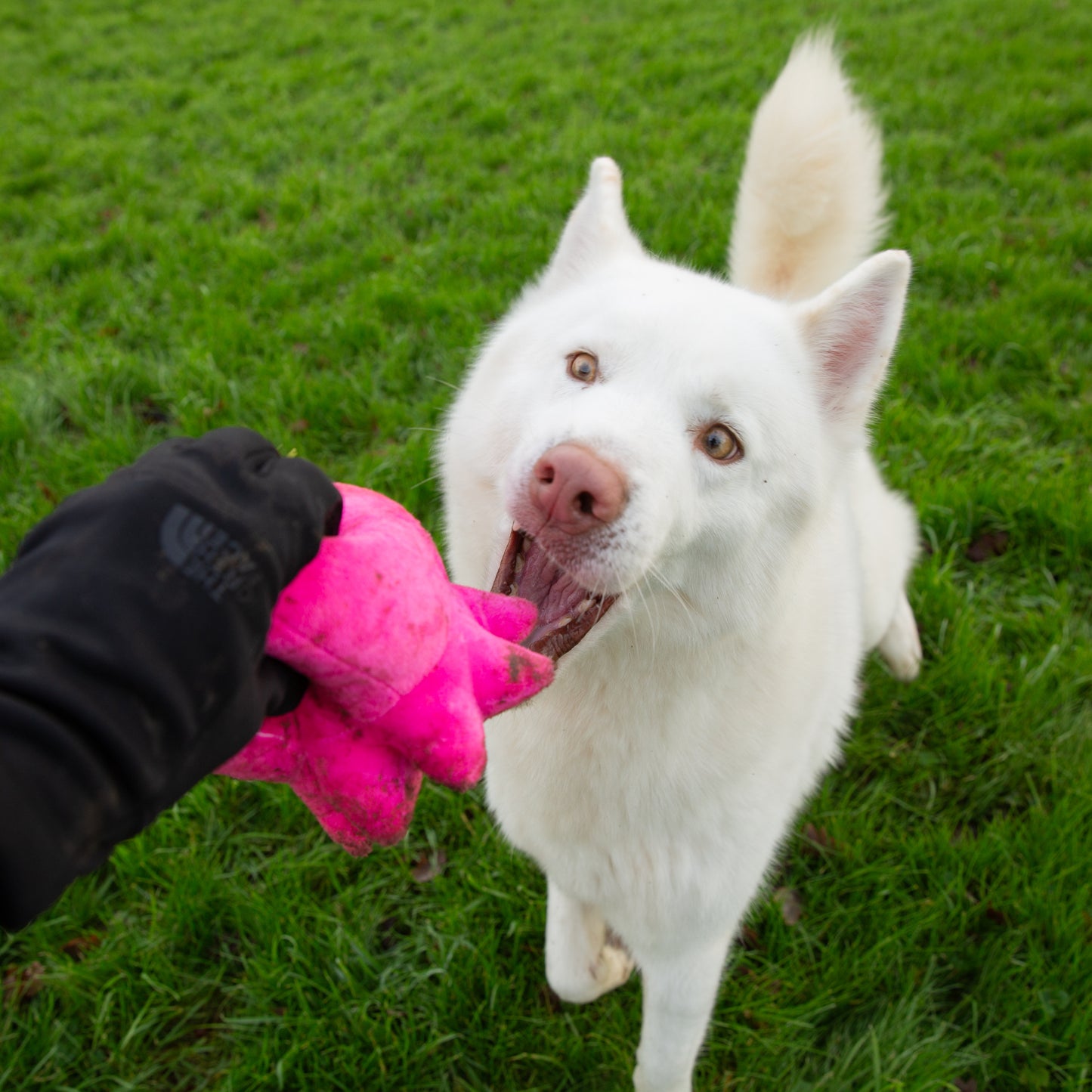 Charity Dog Calendar 2025